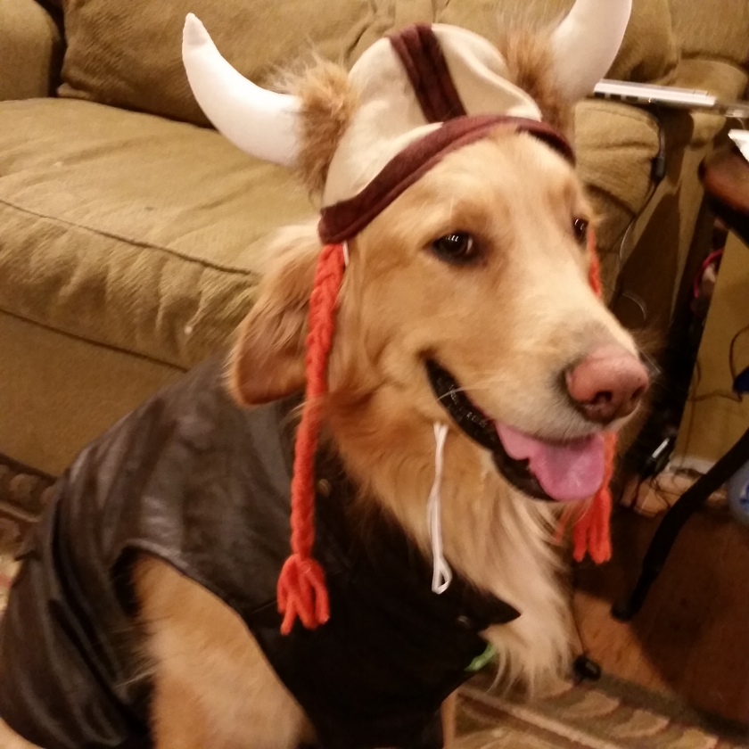 The Mom Pooch in all his  Viking-Dog Glory